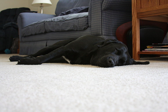 Sleeping Black Lab